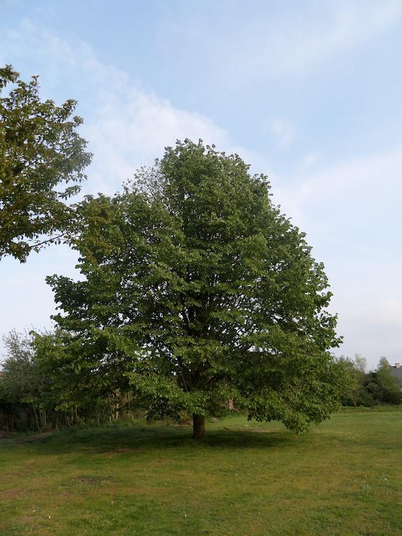 Villa Bijenhof Varsenare Oda fotoğraf