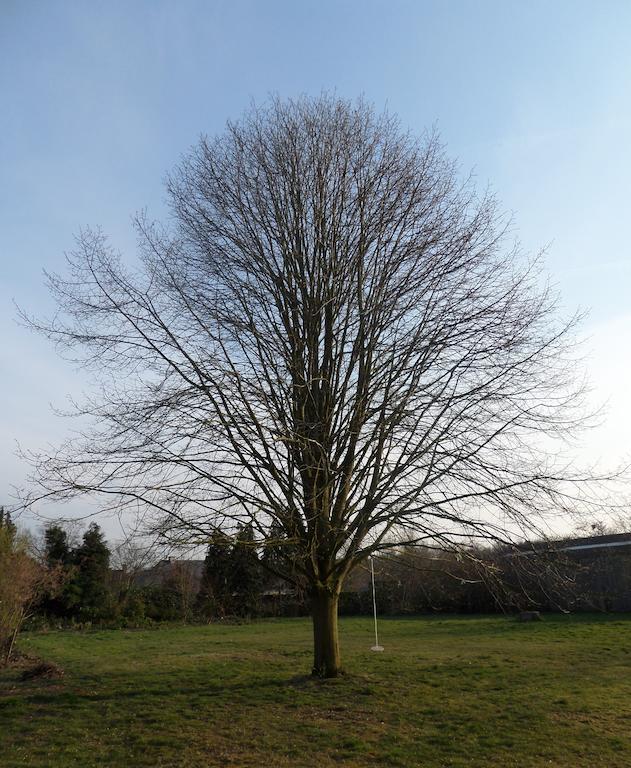 Villa Bijenhof Varsenare Oda fotoğraf